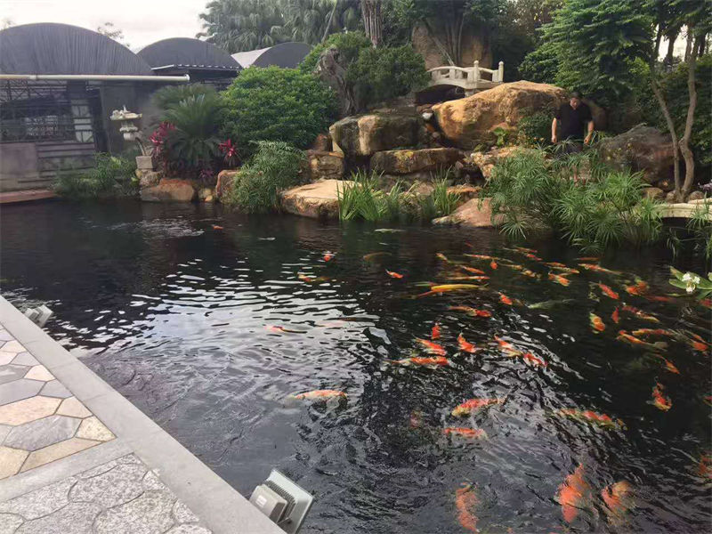 淮安锦鲤鱼池