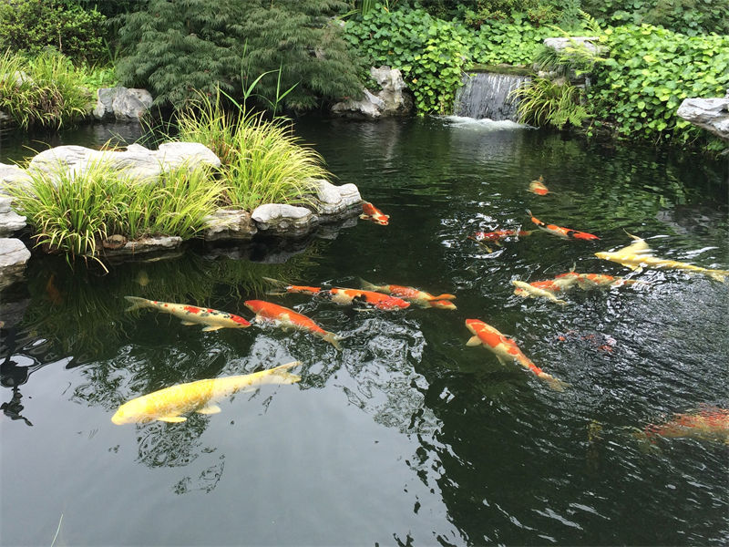 淮安锦鲤鱼池